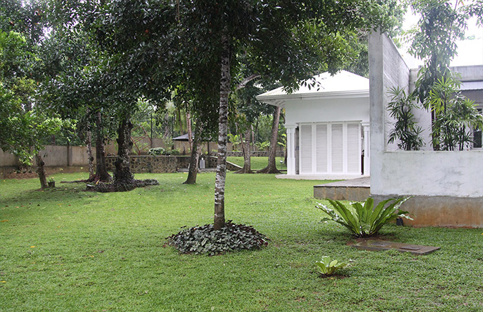 Rainforest, forest, celon